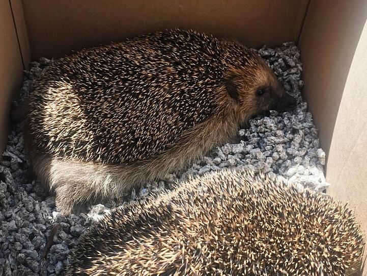 Zwei Igel sitzen in einem Karton. Foto: Polizeipräsidium Schwaben Nord