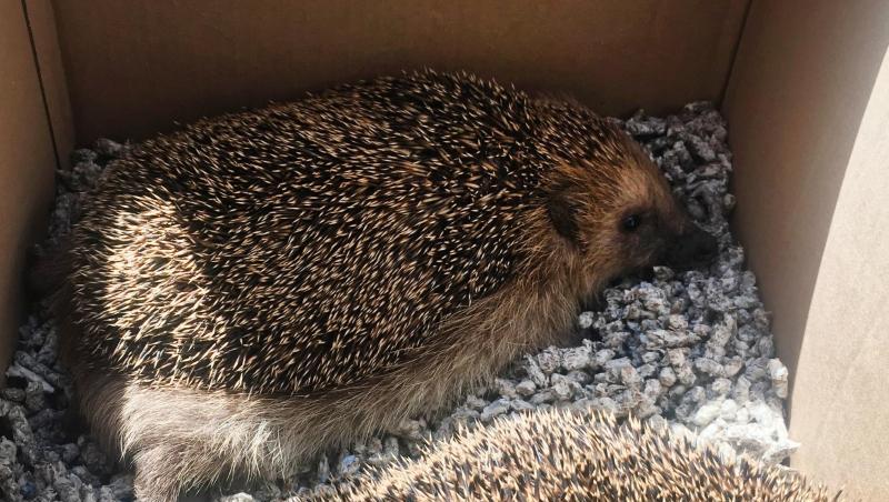 Zwei Igel sitzen in einem Karton. Foto: Polizeipräsidium Schwaben Nord Zwei Igel sitzen in einem Karton. Foto: Polizeipräsidium Schwaben Nord