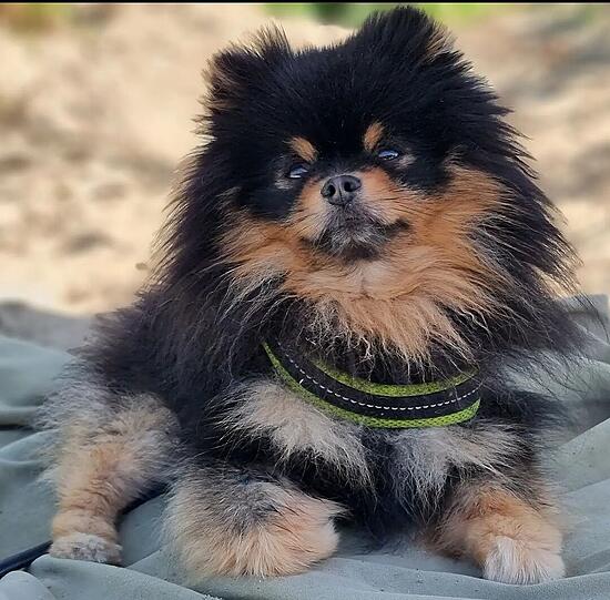 Balu