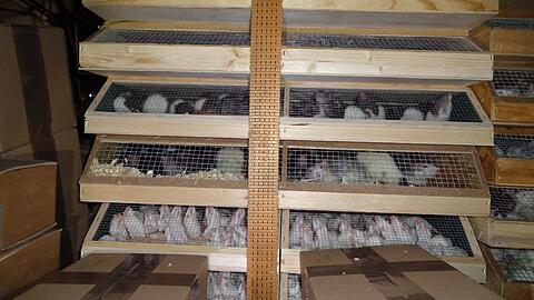 Mäuse und Ratten, eingepfercht in einen Transporter.