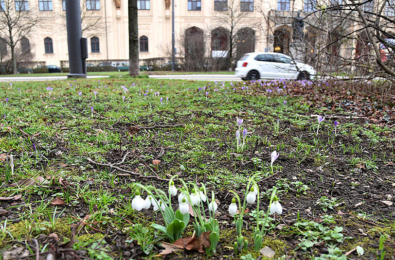 Die ersten Krokusse, Butterblumen und Schneeglöckchen sprießen in der Maximilianstraße aus dem Boden. Die Bilder des AZ-Leserreporters.