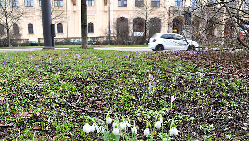 Die ersten Krokusse, Butterblumen und Schneeglöckchen sprießen in der Maximilianstraße aus dem Boden. Die Bilder des AZ-Leserreporters. Die ersten Krokusse, Butterblumen und Schneeglöckchen sprießen in der Maximilianstraße aus dem Boden. Die Bilder des AZ-Leserreporters.