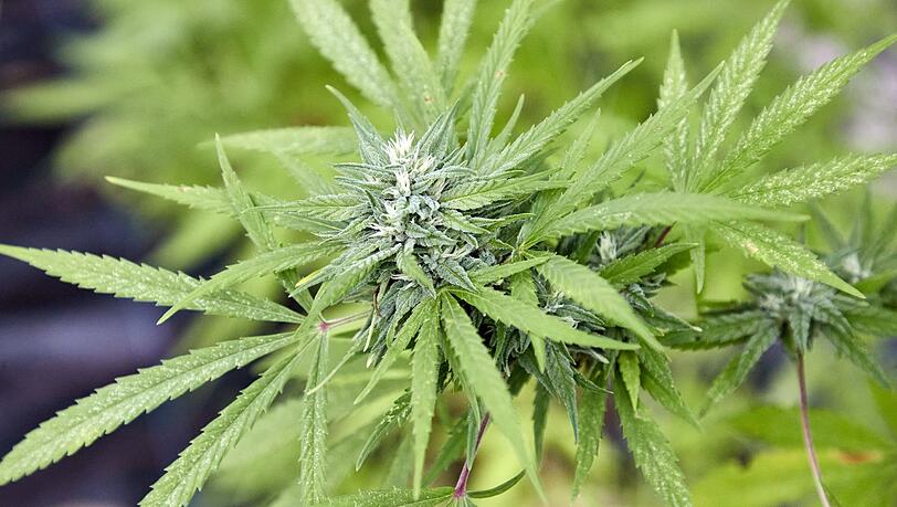Die Polizei stellte unter anderem Marihuana, Marihuanapflanzen und Amphetamin sicher. (Symbolbild)