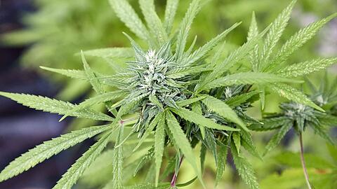 Die Polizei stellte unter anderem Marihuana, Marihuanapflanzen und Amphetamin sicher. (Symbolbild)
