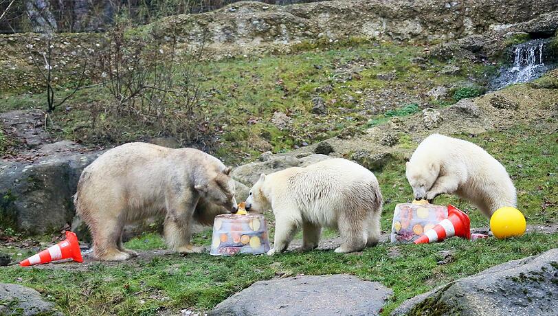Die schönsten Bilder vom ersten Geburtstag der Münchner Eisbären-Zwillinge Nela und Noby mit ihrer Mutter Giovanna.