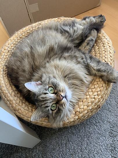 Yuki