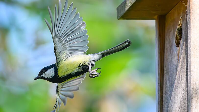 Im Fokus der Mitmachaktion stehen vertraute und weit verbreitete Vogelarten wie Meisen, Finken, Rotkehlchen und Spatzen. (Archivbild)