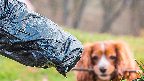 Der Hund ist der beste Freund des Menschen: Das findet auch Bad Neualbenreuths Bürgermeister Klaus Meyer. Die tierischen Hinterlassenschaften will er aber trotzdem nicht bei sich im Ort auf der Straße haben.