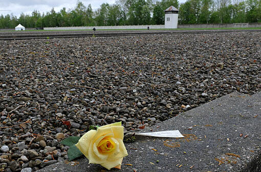 Eine gelbe Rose liegt am 2. Mai 2010 bei der Gedenkfeier zum 65. Jahrestag der Befreiung des KZ Dachau am Rande der ehemaligen Lagerstraße.