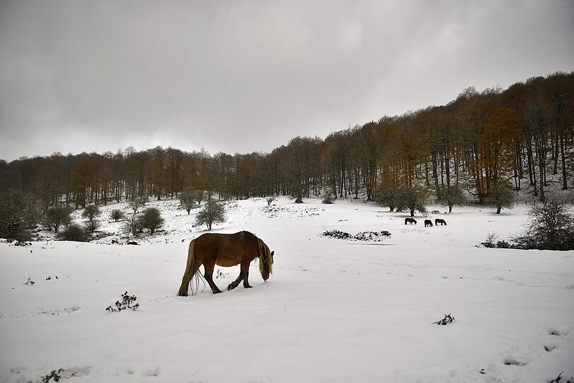 Ein Pferd steht in der schneebedeckten Landschaft bei Baraibar, Nordspanien.