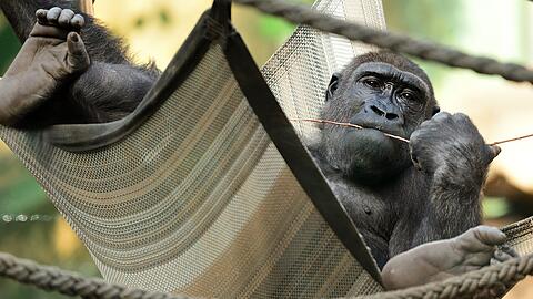 Gorilla Okana im Tierpark Hellabrunn. "Für die Menschenaffen ist das jetzt ein bisschen so als sei der Fernseher kaputt. Ihnen fehlen die Besucher durchaus", sagt Beatrix Köhler.