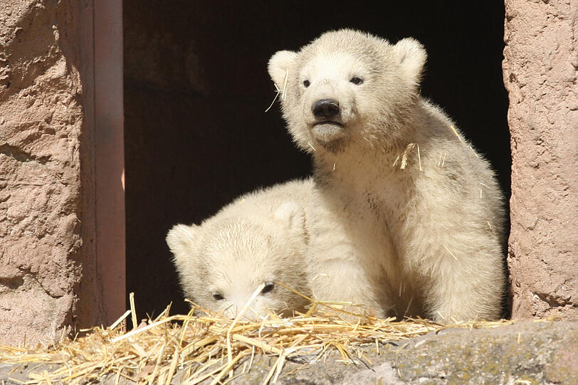 Unsere Eisbärchen Aleut und Gregor mit Mama Vera bei ihrem ersten Ausflug im Freigehege.