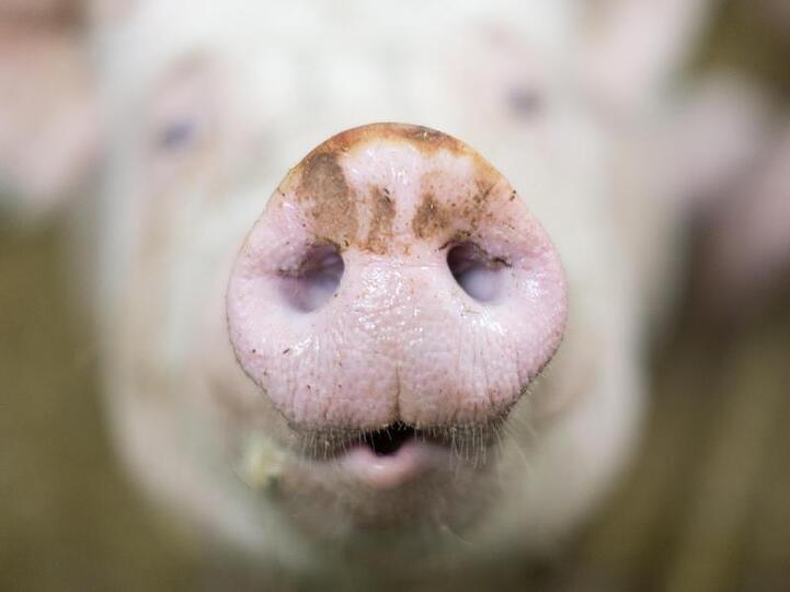Die Nase einer Sau aufgenommen auf einem Biohof. Foto: Friso Gentsch/Archivbild