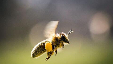 Bienenstich mit Folgen - doch der Lkw-Fahrer hatte noch Gl&uuml;ck im Ungl&uuml;ck. (Symbolbild)