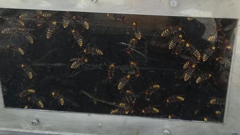 Die Hornissen fanden im Garten der Feuerwache Pasing ein neues Zuhause. 