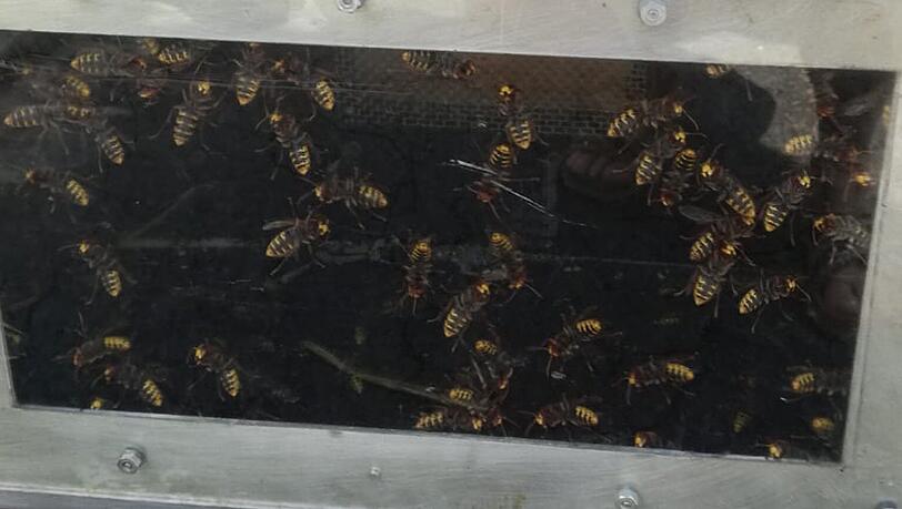 Die Hornissen fanden im Garten der Feuerwache Pasing ein neues Zuhause. Die Hornissen fanden im Garten der Feuerwache Pasing ein neues Zuhause.