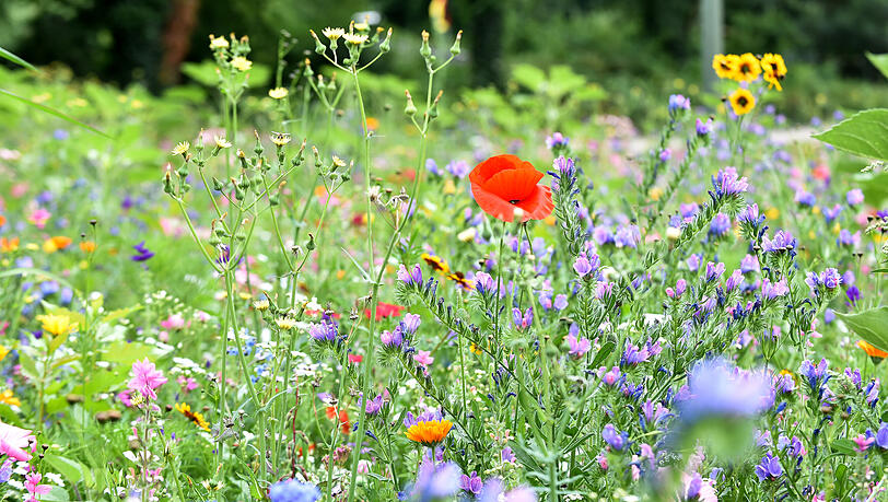 Blumen machen glücklich: Auch deshalb können in Ramersdorf fortan an verschiedenen Orten Blumensamen eingepflanzt werden.