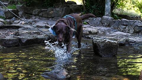 Auch Tiere brauchen Abkühlung.