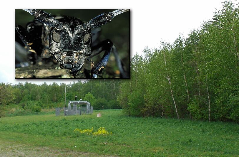 Gefräßig: der asiatische Laubholzbockkäfer wurde im Riemer Wäldchen entdeckt.