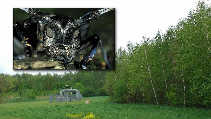 Gefräßig: der asiatische Laubholzbockkäfer wurde im Riemer Wäldchen entdeckt. Gefräßig: der asiatische Laubholzbockkäfer wurde im Riemer Wäldchen entdeckt.