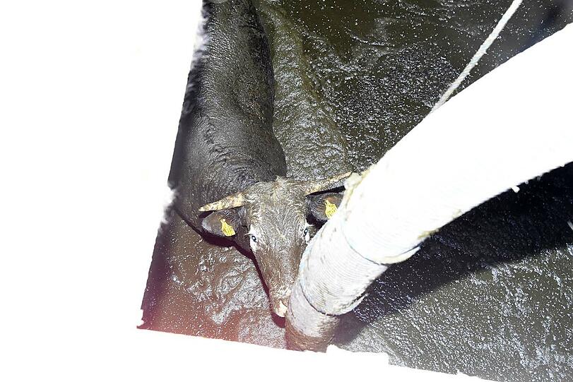 Sechs Stunden lang kämpften zahlreiche Hilfskräfte in Großpienzenau in der Gemeinde Weyarn um die Rettung einer 500 Kilogramm schweren Kuh, die in eine Odelgrube gestürzt war.