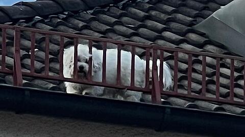 Der kleine Hund war in acht Meter Höhe auf einem Hausdach in der Keferloherstraße unterwegs.