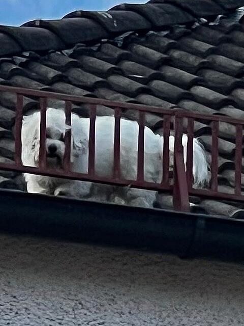 Der kleine Hund war in acht Meter Höhe auf einem Hausdach in der Keferloherstraße unterwegs.