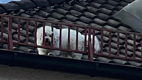 Der kleine Hund war in acht Meter Höhe auf einem Hausdach in der Keferloherstraße unterwegs.