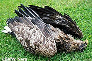 Hochspannungsleitungen haben eine Spannung von bis zu 220 000 Volt. Dieser Seeadler starb an &bdquo;Verbrennungen durch einen Stromschlag&ldquo;.