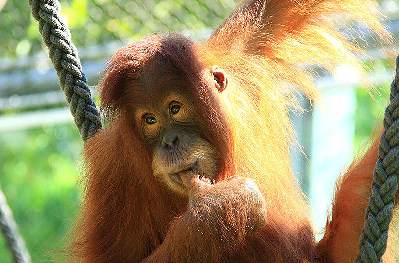 Der Sumatra-Orang-Utan Jolie.