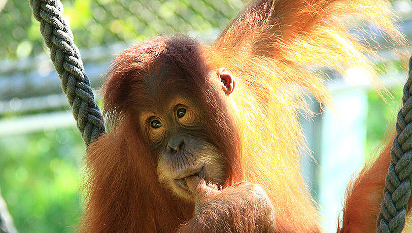 Der Sumatra-Orang-Utan Jolie. Der Sumatra-Orang-Utan Jolie.