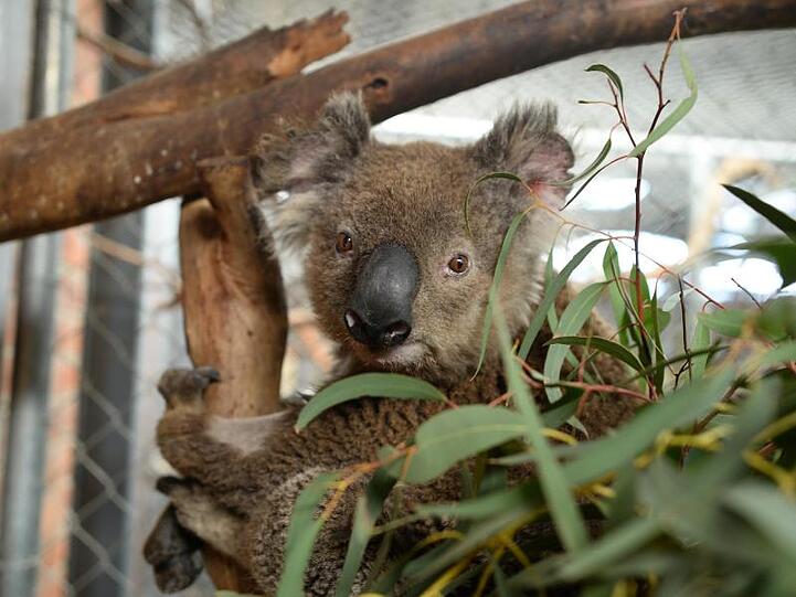 Koala Ian ist einer von 20 Beutelsäugern, die in der Australischen Nationaluniversität in Canberra untergekommen sind.