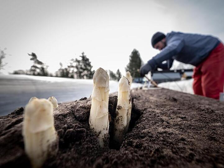Erntehelfer stechen Spargelstangen auf einem Feld.