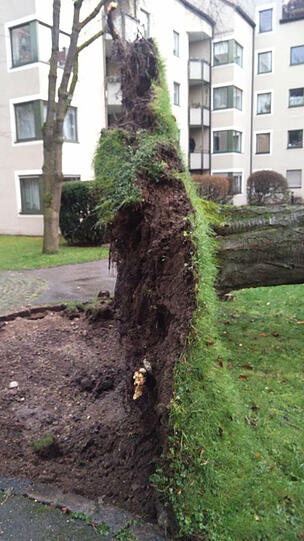Das Unwetter brachte orkanartige Böen mit sich - der Sturm riss sogar ganze Bäume aus dem Boden, wie hier in einem Hof in Berg am Laim.