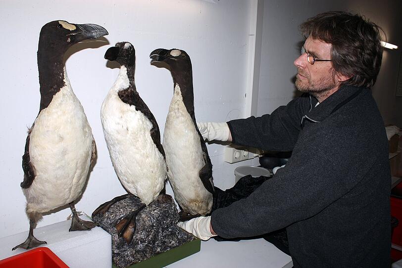 Präparator Dieter Schön mit der Replik (Mitte) und den beiden echten Riesenalken der Zoologischen Staatssammlung München.