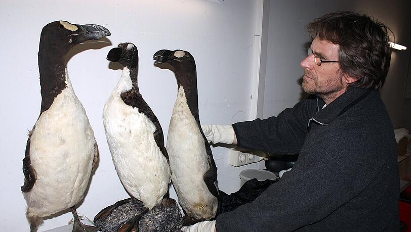 Präparator Dieter Schön mit der Replik (Mitte) und den beiden echten Riesenalken der Zoologischen Staatssammlung München. Präparator Dieter Schön mit der Replik (Mitte) und den beiden echten Riesenalken der Zoologischen Staatssammlung München.
