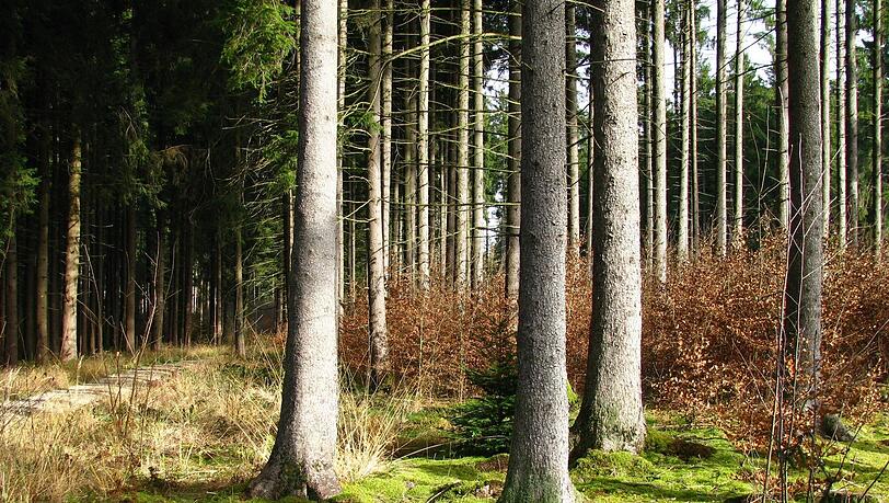 Im Forst Kasten wird künftig nun doch kein Kies abgebaut werden. Ein entsprechender Vertrag wurde nämlich aufgelöst. Im Forst Kasten wird künftig nun doch kein Kies abgebaut werden. Ein entsprechender Vertrag wurde nämlich aufgelöst.