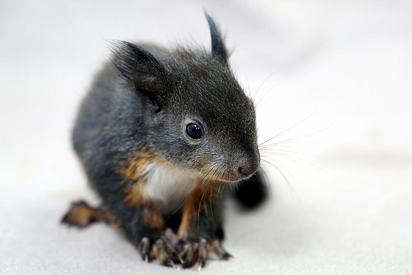 Die liebevolle Fürsorge zeigt Wirkung: Nanni entwickelt sich wie ein ganz normales Eichhörnchen.