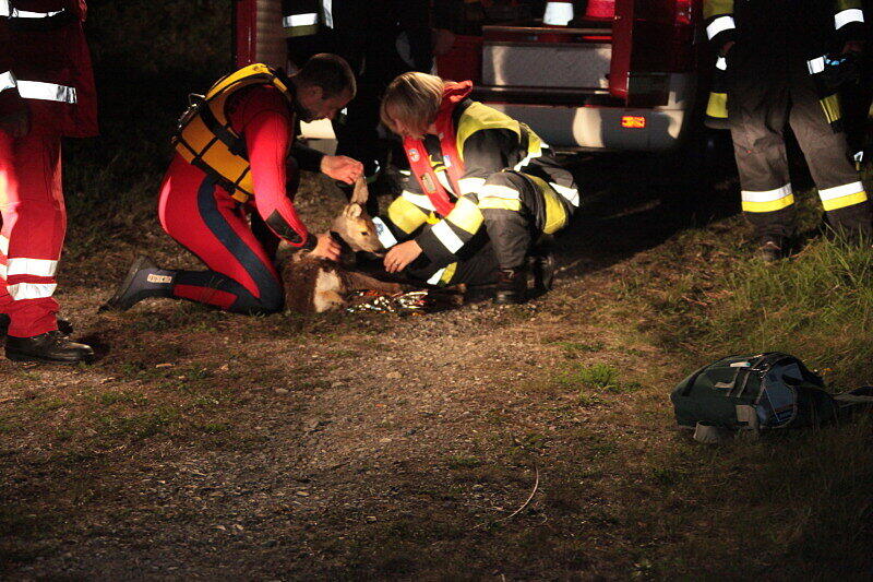 Feuerwehr und Wasserwacht retteten die Rehe aus dem wWsser und brachten sie zum Aufwärmen in eine Scheune.