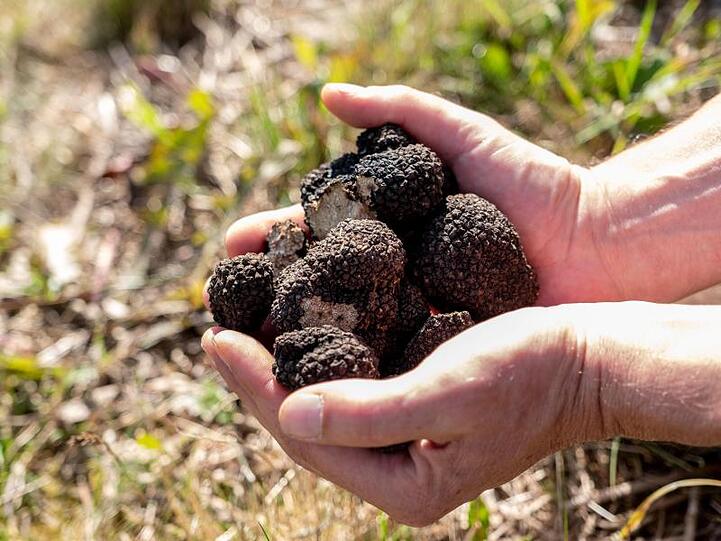 Volle Hände: Experten gute Chancen für den Trüffelanbau in Deutschland.