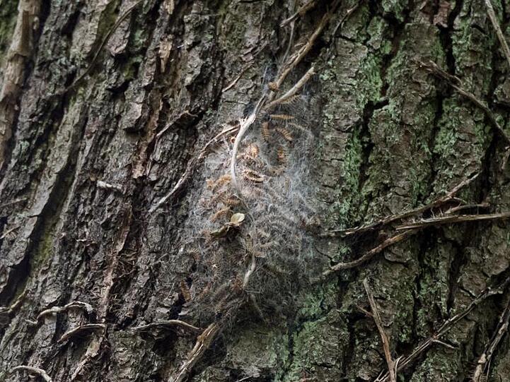Ein Eichenprozessionsspinner-Nest an einem Baum. Foto: Daniel Bockwoldt/Archivbild