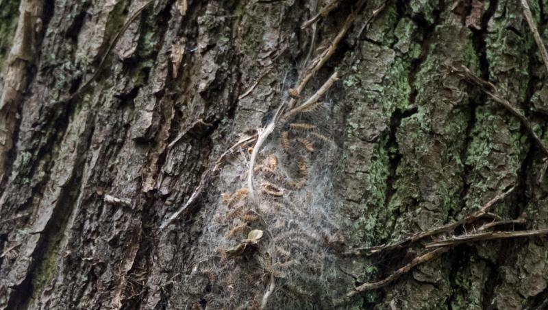 Ein Eichenprozessionsspinner-Nest an einem Baum. Foto: Daniel Bockwoldt/Archivbild Ein Eichenprozessionsspinner-Nest an einem Baum. Foto: Daniel Bockwoldt/Archivbild