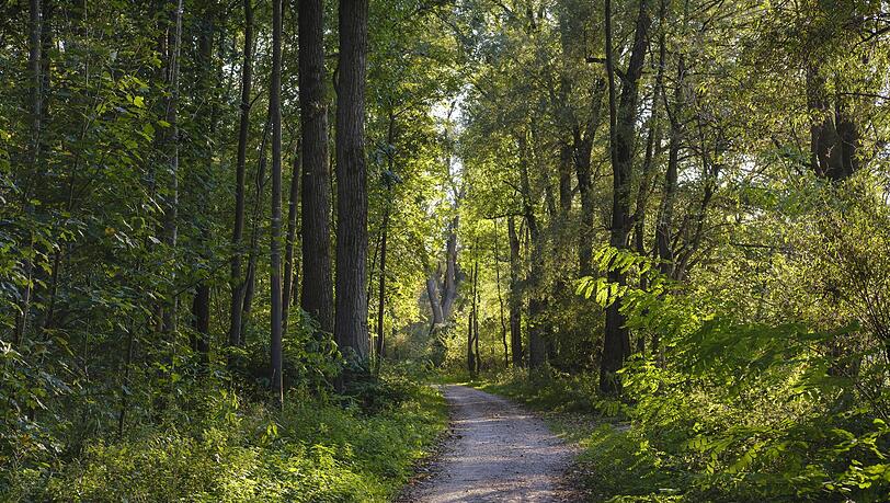 Wanderweg in den Isarauen.