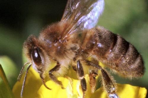 Fleißig sind sie ja, die Bienchen - und gar nicht mal so dumm.