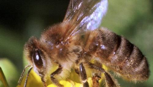 Fleißig sind sie ja, die Bienchen - und gar nicht mal so dumm. Fleißig sind sie ja, die Bienchen - und gar nicht mal so dumm.
