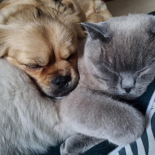 Remus und Faustus