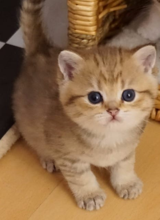 Wuddi