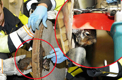 In Not geraten: Ein Eichhörnchen hat sich in Perlach in einem Gullydeckel verfangen - Die Feuerwehr befreite den Nager aus seiner misslichen Lage...