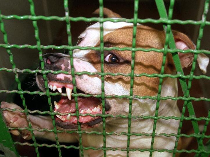 Die Zähne fletscht der Pitbull-Rüde auch hinter Gittern.