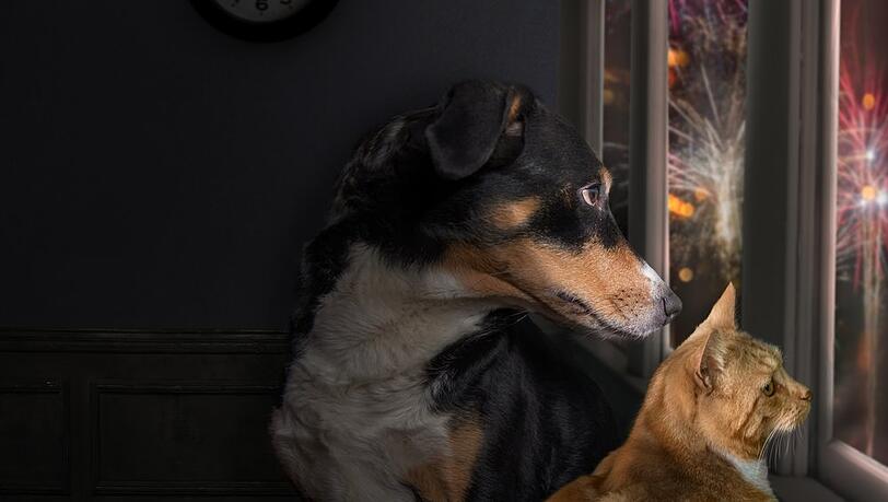 Hund und Katze können mit Silvesterfeuerwerk meist nicht viel anfangen.